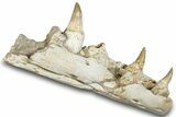 Mosasaur (Eremiasaurus?) Jaw with Three Teeth - Morocco #259671-3
